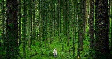 LA REALITAT QUE NING&Uacute; EXPLICA